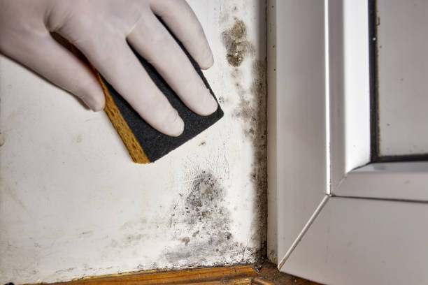 Best Post-Remediation Verification Testing  in Henryville, IN
