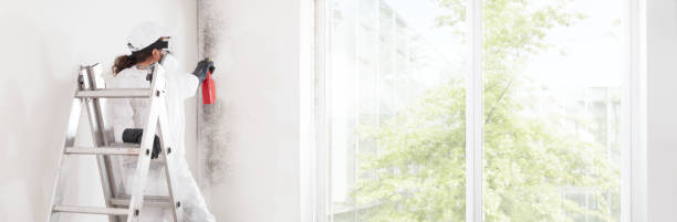 Best Basement Mold Removal  in Henryville, IN